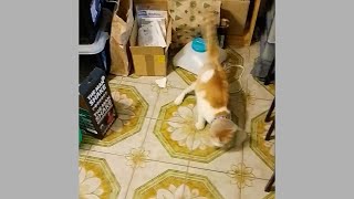 __GINGY AFTER FHO SURGERY__ ⚠️🐾 _ _WHEN “WALKING OKAY” FAILS_ _ THE REALITY OF NO HIP JOINT