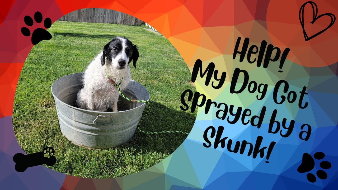 My Dog Got Sprayed By A Skunk! How do I get rid of Skunk smell? - YouTube