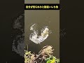 自分が釣られたと勘違いした魚 #釣り #五三川 #ゆっくり