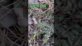뛰어난 약초 갈퀴덩굴(팔선초) #shorts #항암약초 #봄나물 #가시랑쿠