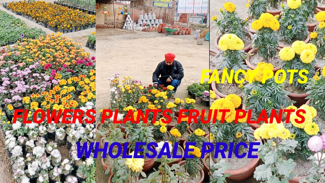 INDOOR OUTDOOR PLANTS FLOWERS PLANTS FRUIT PLANTS BIGGEST OLD ANUJ NURSERY IN AMRITSAR 