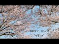 일상 브이로그 ㅣ 여행길에 마주한 벚꽃길🌸 벚꽃놀이 ㅣ 벚꽃명소 ㅣ 가족여행