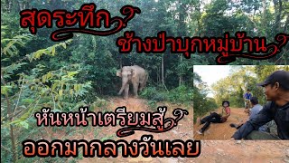 นาทีระทึก !? ผลักดันช้าง พ่อใหญ่ตกมันออกมากลางวัน ชุมชนบ้านหนองเสม็ด 4 /12/65