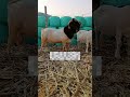 Baby goats playing together are so cute#4