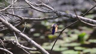 Malachite Kingfisher Stretches Wings and Yawns Before Looking at Camera