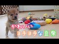 【豆柴】子犬　3/14　男の子♂ B　摂州宝山荘　mameshiba dog Puppy （mame shiba inu)