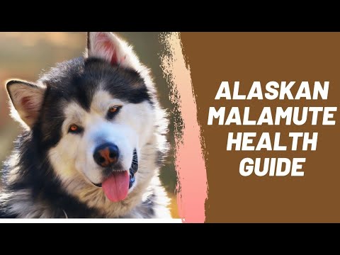 Alaskan Malamute Health Guide