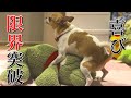 新居にマットを敷いたら喜びが限界突破でハッスルし過ぎて腑抜けになりました