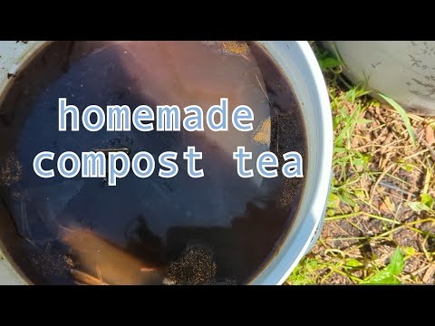 6 week old compost tea - How to dilute and use it in the garden