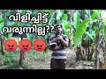 നായ്ക്കുട്ടി വിളിച്ചാല്‍ വരുന്നില്ലേ?? dog training Malayalam : Kerala dog training :  laze media