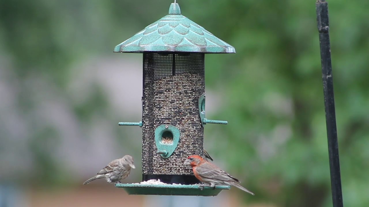 Stokes Select Acorn Screen Bird Feeder Youtube