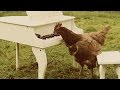 Capture de la vidéo Igorrr - My Chicken's Symphony