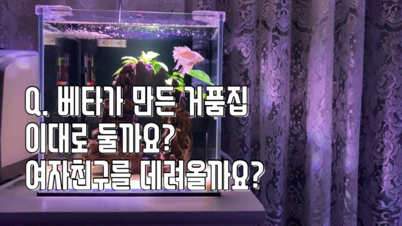 존버가 답인가, 거품집 과연 무엇을 원하는걸까요? 거품은 안버려도 된다는점!