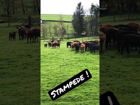 UH OH COWS ! #outdoors #rucking #shortsvideo #hiking #walking #cowsmakemehappy #cowvideos #cattle