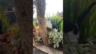 Kucing joget kicau mania