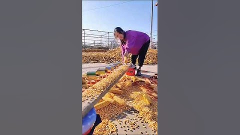A modern machine for spreading corn kernels #shortvideo #farming #aquaculture #tools