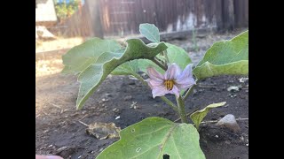 How to Make a Flower Essence (with Eggplant Blossom)