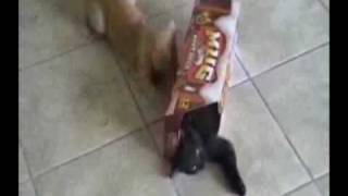 Kitty Attacks Kitty in a Box!