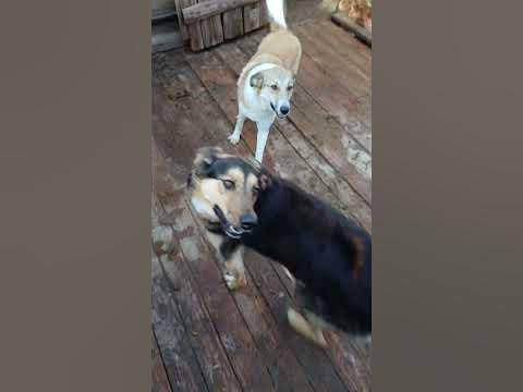 Возвращение в вольер Тоси и Одеялки. Волшебные пятачки) Приют Сириус в ...