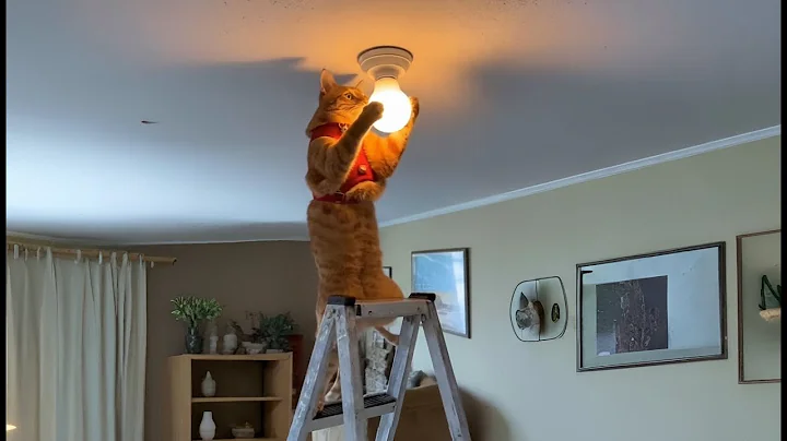 Watch the video about Funniest Cat Videos That Prove Cats Are Natural Comedians 🤣