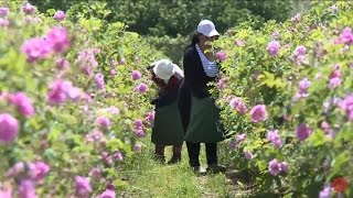 تزرع الوردة الدمشقية مصدر شانيل 5 .. غراس الفرنسية عاصمة عطور العالم