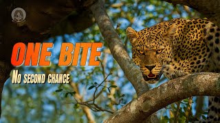 Jaguar Power: The Predator That Kills in One Bite