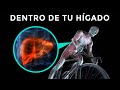 LO QUE SUCEDE DENTRO DE TU HíGADO CUANDO PEDALEAS 🚲SALUD CICLISTA