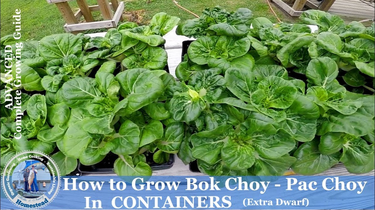 HD How to Grow Extra Dwarf Pak Choy in Containers YouTube