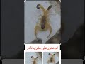 ثم كتشاف عقرب نادر لديه شوكتين في مئخرة ثم كتشاف عقرب نادر لديه شوكتين في مئخرة