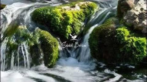 AMPUH ❗ Suara air sungai untuk terapi burung stress - Relaksasi Burung - Terapi burung macet