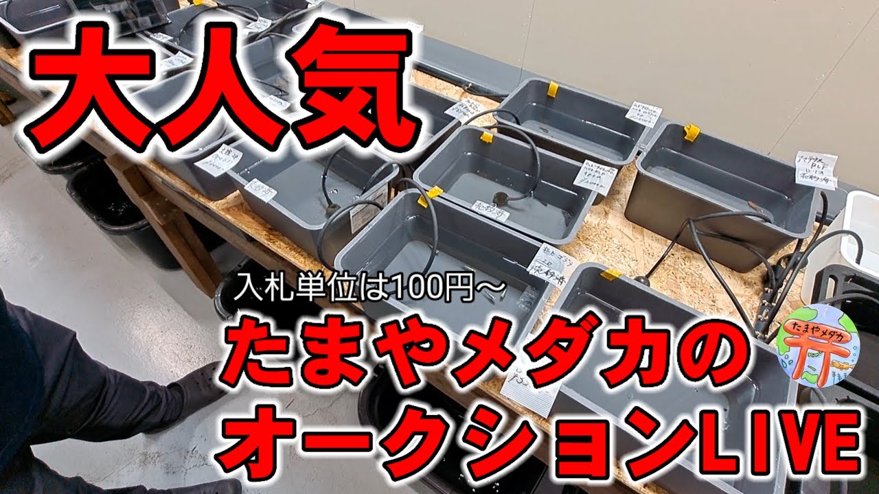【大人気】たまやメダカオークションが○○い【最新品種たまやブルーメタル】安らぎAQUAちゃんねる