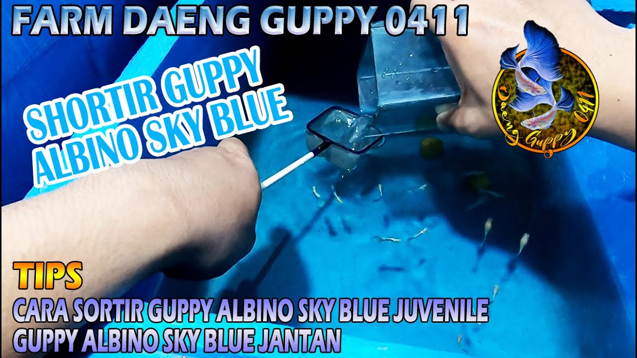 CARA SORTIR GUPPY ALBINO SKY BLUE JUVENILE