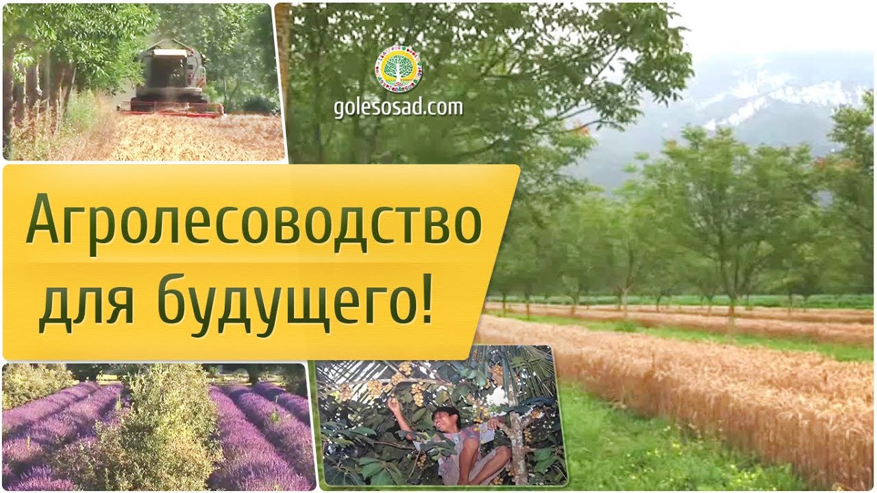 Агролесоводство для будущего!