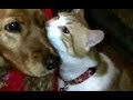犬「ただいま~」 猫「これより猫チェックします!」 猫の日課 Cat Loves Dog