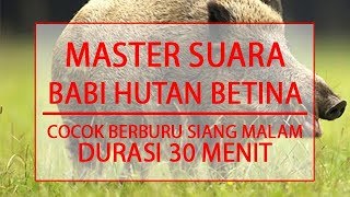 MASTER SUARA BABI HUTAN BETINA - COCOK UNTUK BERBURU MALAM DAN SIANG HARI - DURASI 30 MENIT