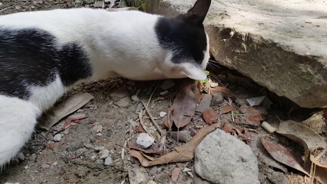 See How Cats Catch Rats YouTube See How Cats Catch Rats YouTube