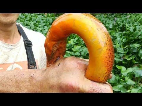 Thumbnail for 用这种工具抓黄鳝真是太过瘾，无钩钓黄鳝不跑货，真是太牛了