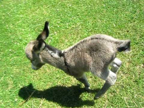 Baby Donkey Playing Outside Youtube