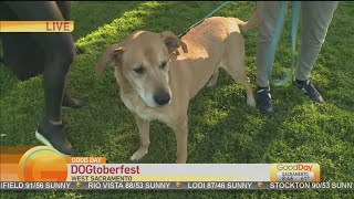 DOGtoberfest