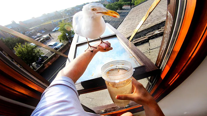 Holding My Pet Seagull On My Arm For The First Time!! - DayDayNews