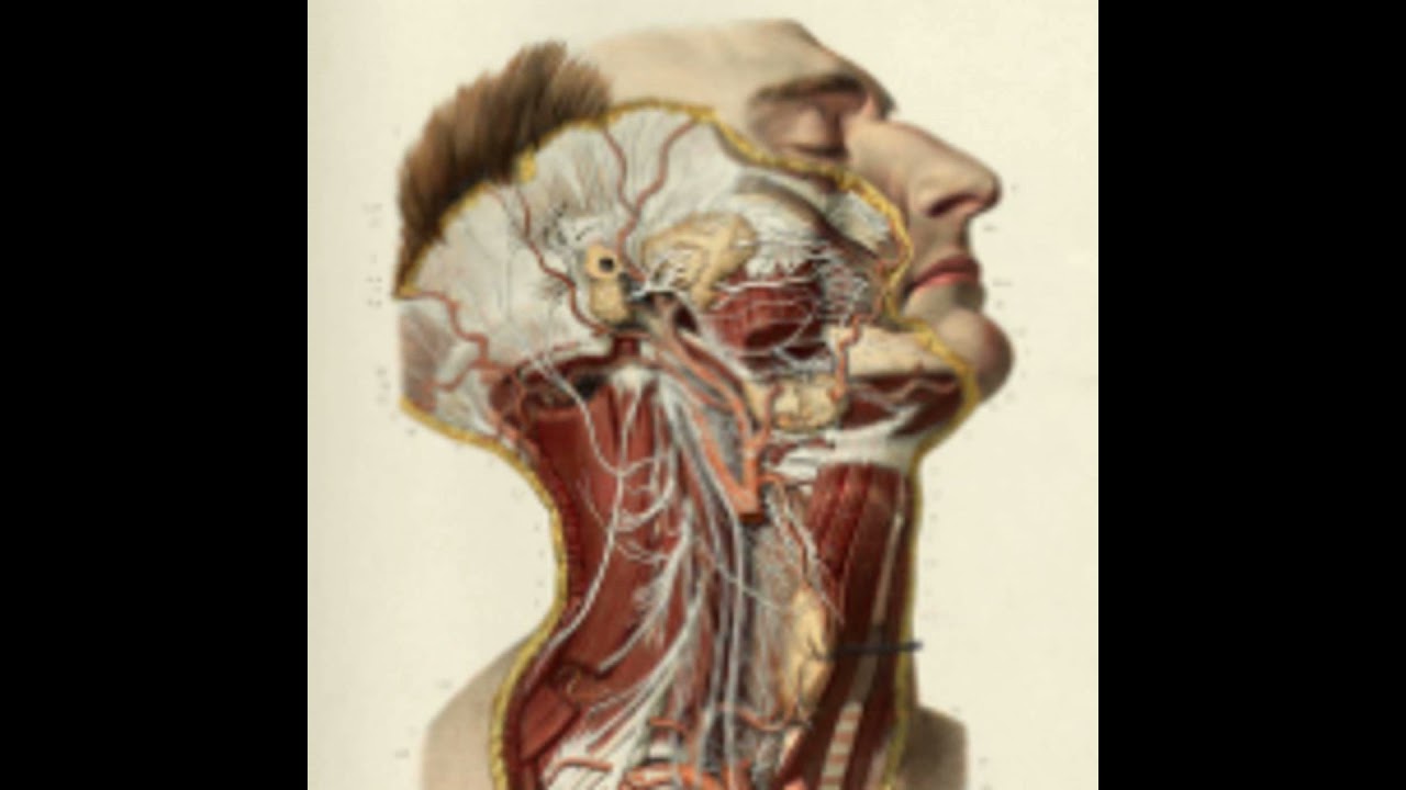 Ep19: Health, Disease and Death in the Early Colony