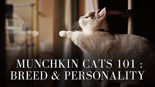 Munchkin Cats 101 : Breed & Personality by Pets Life 182 views 1 month ago 8 minutes, 2 seconds