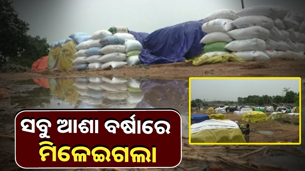 ଅଦିନିଆ ମେଘ ହେଲା କାଳ, ମଣ୍ଡିରେ ଭିଜିଲା କ୍ୱିଣ୍ଟାଲ କ୍ୱିଣ୍ଟାଲ ଧାନ । ମୁଣ୍ଡରେ ହାତ ଦେଇ ବସିଛନ୍ତି ଚାଷୀ