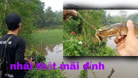 Câu cá lóc nhấp nhái thật trong rau nhúc #sơnvlogs