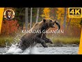 VIER JAHRESZEITEN 4K | Kanadas Epische Zyklen: Überleben im Land der Giganten | Natur & Ruhe 4K