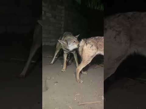 تزاوج دكر الدئب مع انتى الكلب