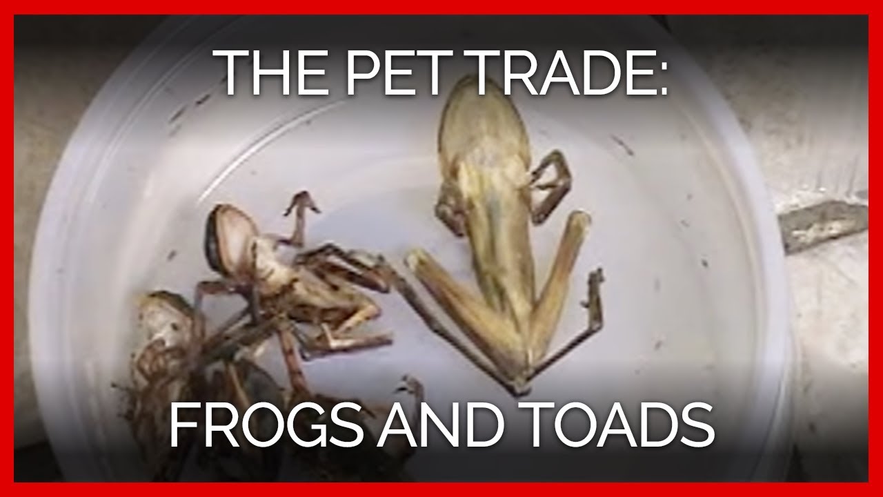 vegan recipes easy The Pet Trade: Frogs and Toads