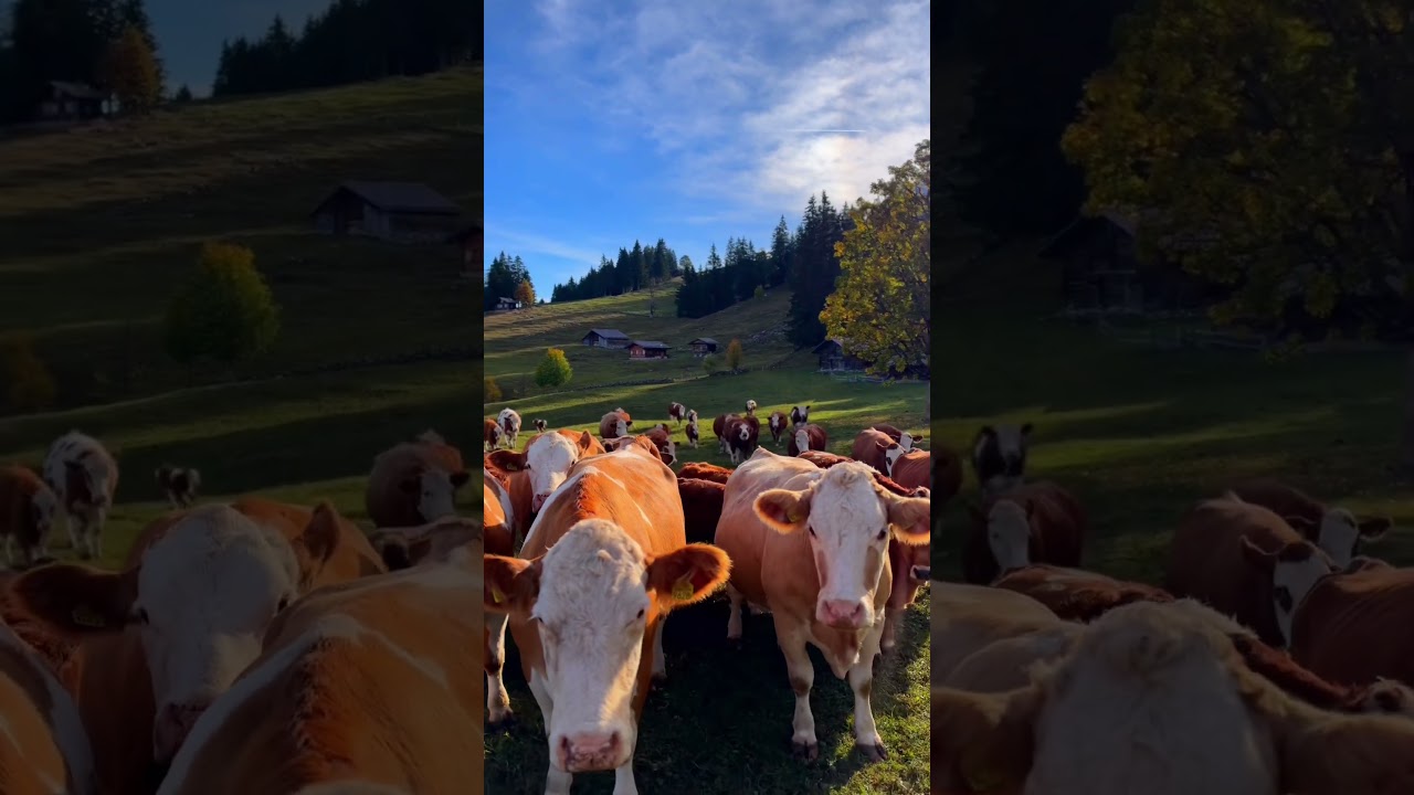 Autumn days at Axalp ❤️🇨🇭 #switzerland #switzerlandtravel #mountainswiev #youtubeshorts