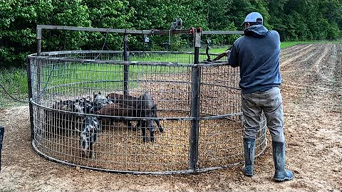 Trapping wild hogs to save the corn field. (Catch and cook)