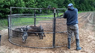 Trapping wild hogs to save the corn field. (Catch and cook)